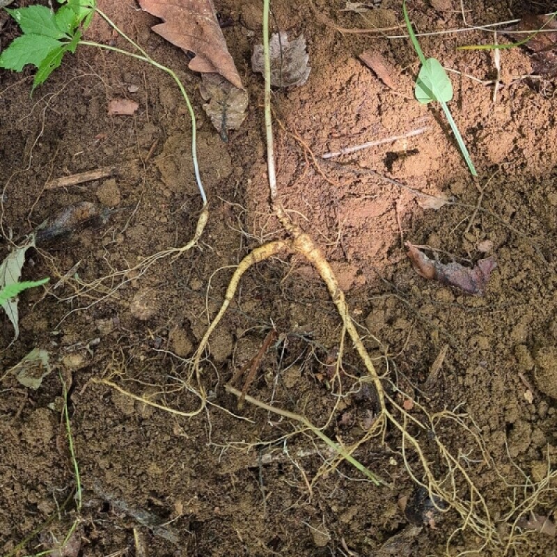 덕고산양산삼, 산양삼, 산도라지, 도라지진액, 산더덕, 산도라지 진액, 산더덕 진액, 백하수오, 백하수오 진액, 건강식품,건강기능식품, 자연산, 산삼, 도라지, 더덕